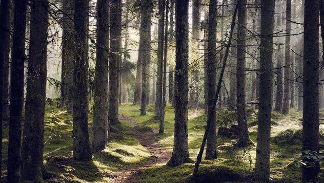 A narrow path through spruce forest