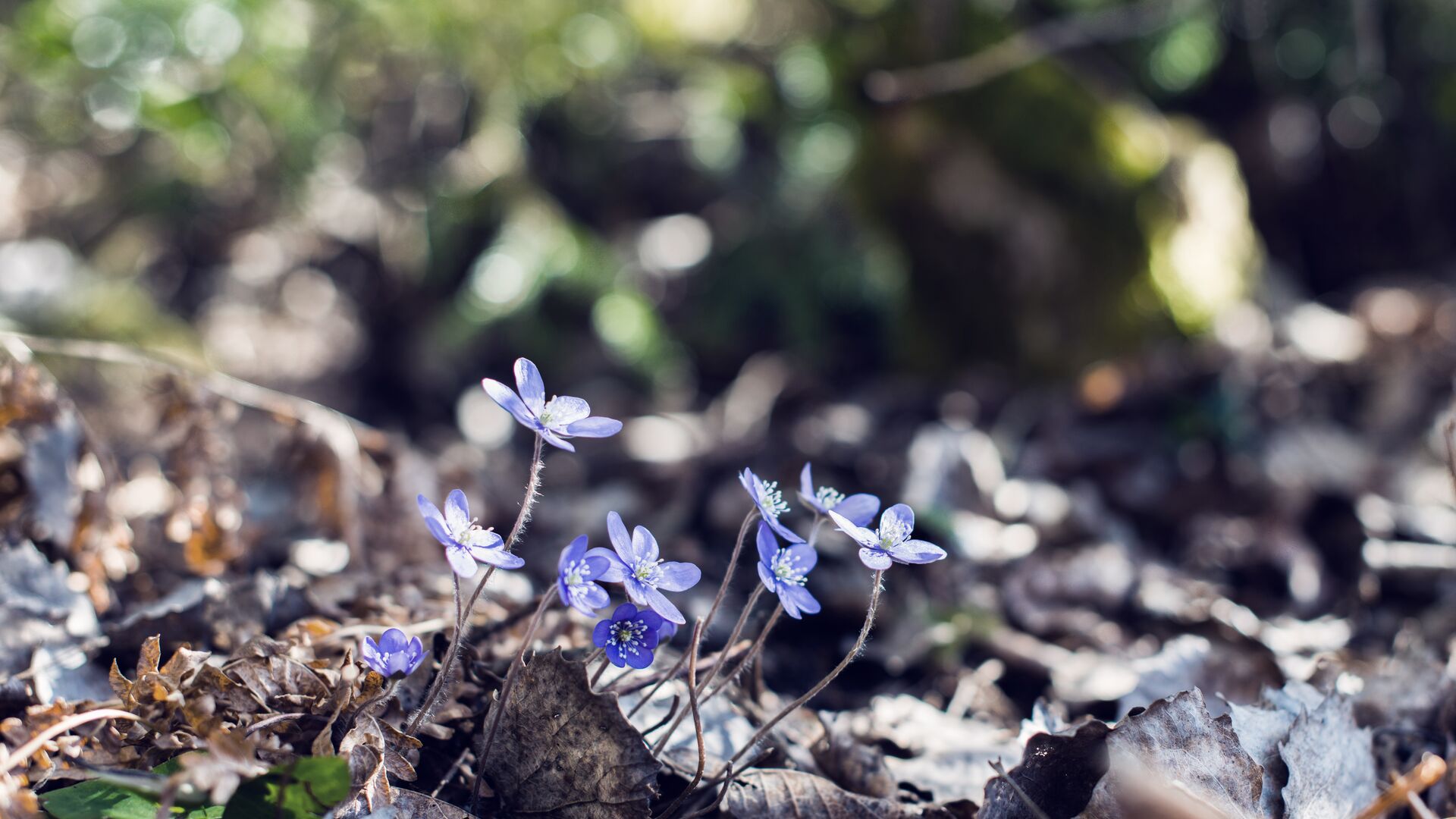 Anemones in the spring