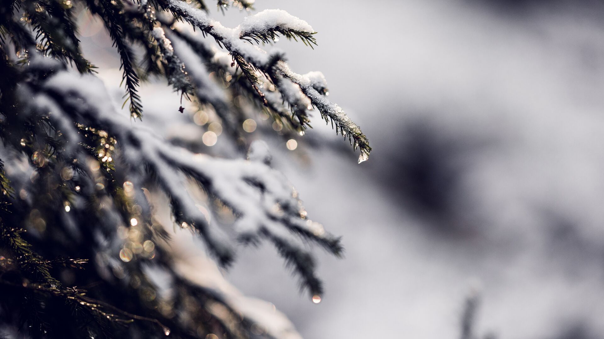 Pine tree branch during winter