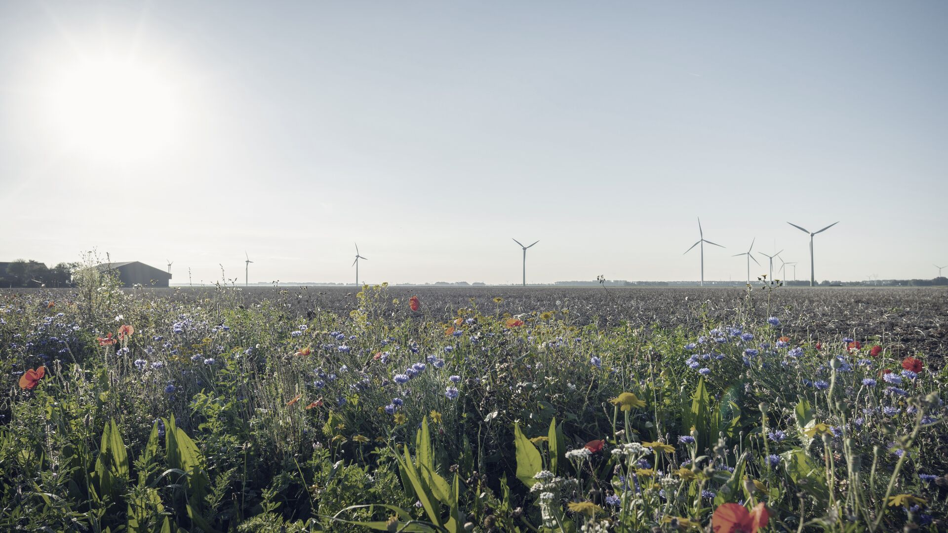 Wild planted flowers along fields and wind turbines in the back