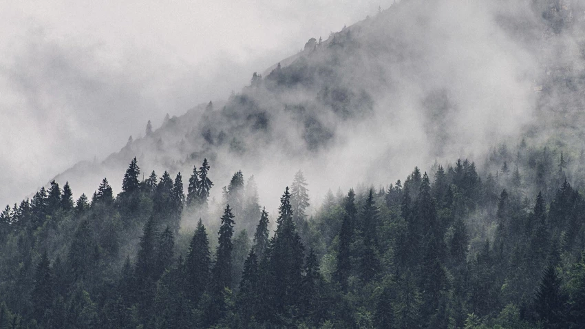 Fog over forrest