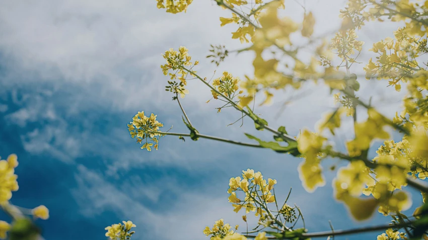 Rapeseed in a field below a blue sky
