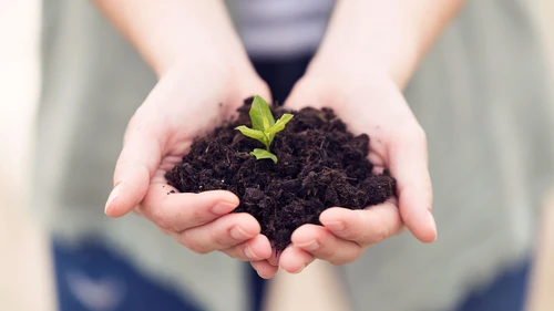 close-up-of-womans-hands-holding-a-young-plant