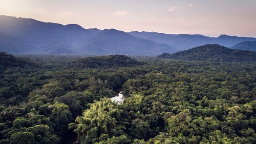 Forest in Brazil