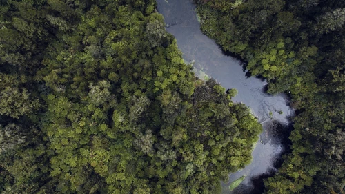 River running through forrest
