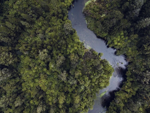 river running through forrest