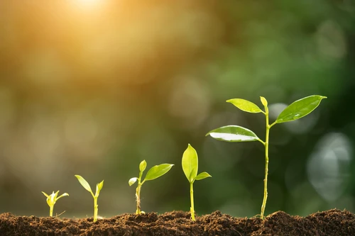 Green shoots