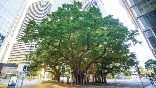 Tree_buildings