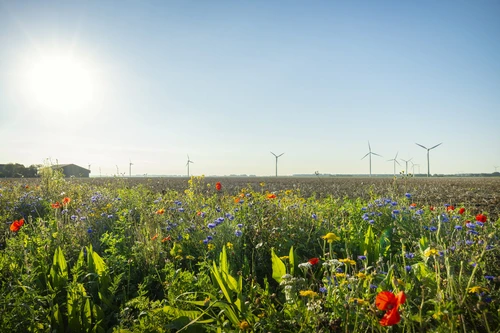 Windmills and wildflowers