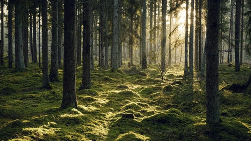 Sun shining through the forest