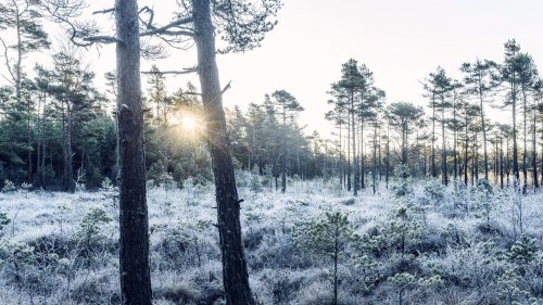 A winter forest in the Nordics