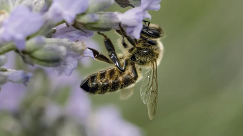 Bee on a flower