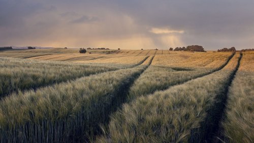 Field in Denmark