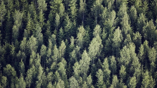 Aerial view of the forest