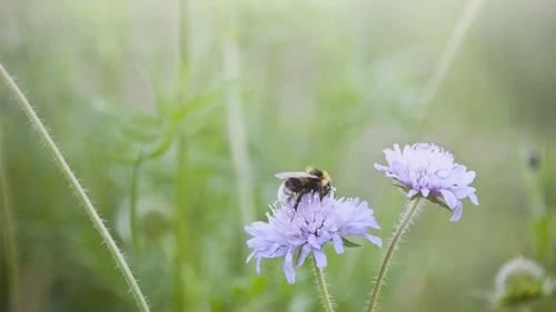 bumblebee on a flower