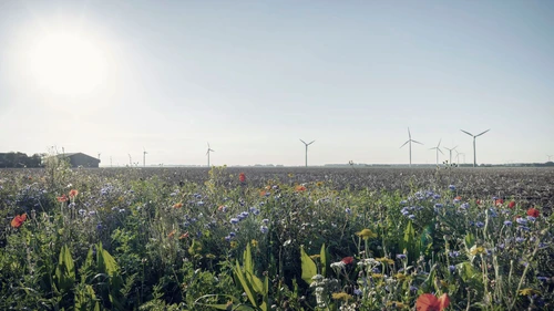 Wild flowers planted along fields