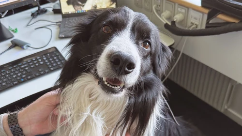 Oggy, en servicehund på arbejde i Nordea