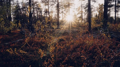 Sunlight streaming through trees in forest