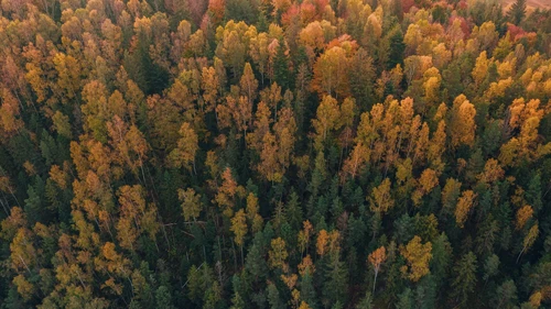Autumn forest with colourful trees