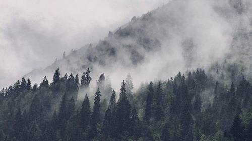 Fog over forrest