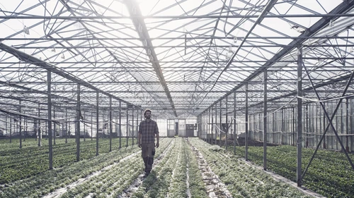 Organic farmer walking through greenhouse