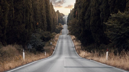 Straight road among cypress trees
