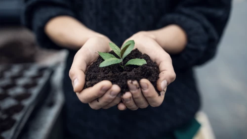 Female gardener holding a sapling with soil 