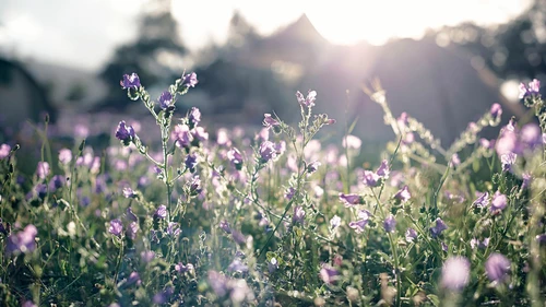 Field of purple flowers