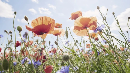 Flowers, poppies and cornflowers in a meadow against a blue sky