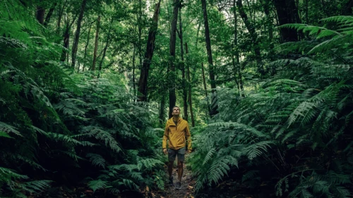 Hiker with yellow coat walking in the deep forest of the Palma island