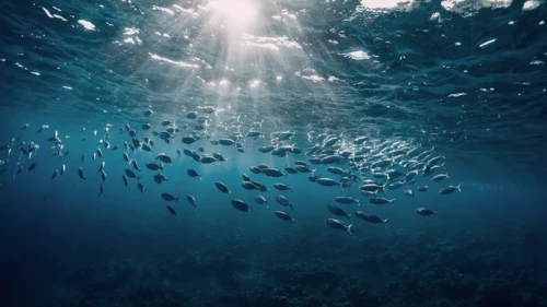 Underwater view with tuna school fish in ocean. Sea life in transparent water.