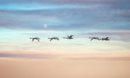 Swans returning to Sweden for summer