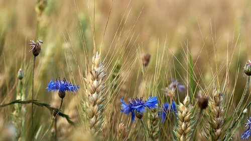 Blue cornflower in field