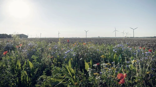 Wild flowers