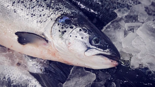 Salomon on ice seafood