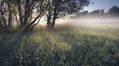 Early morning mist on a field