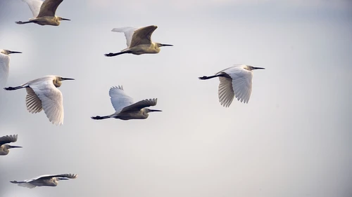 Birds in flight