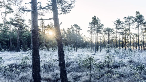 Talvinen mäntymetsä, johon aurinko paistaa matalalta.