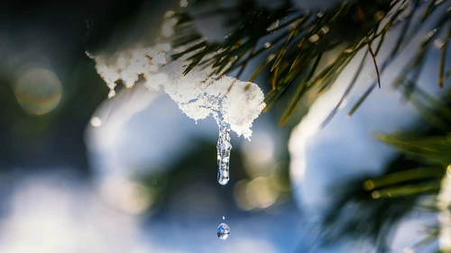 Snow melting from branch