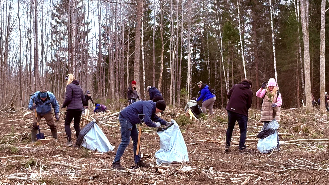 Tree Planting Day in the forest in Estonia