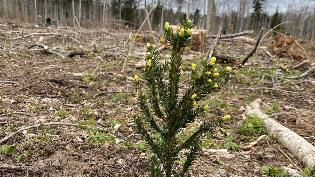 Young tree at Tree Planting Day in Estonia 