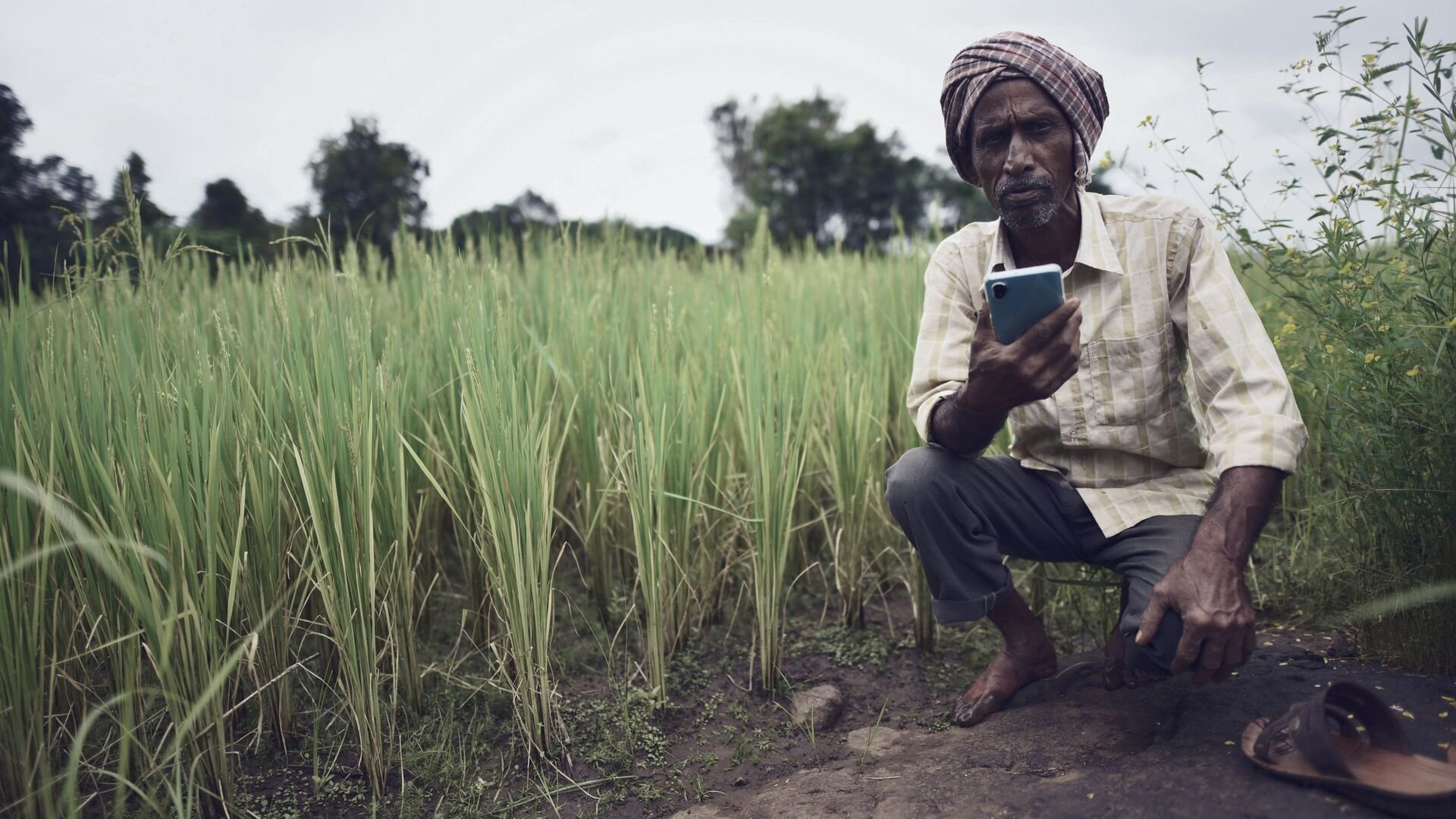 Farmer using smartphone in paddy fields