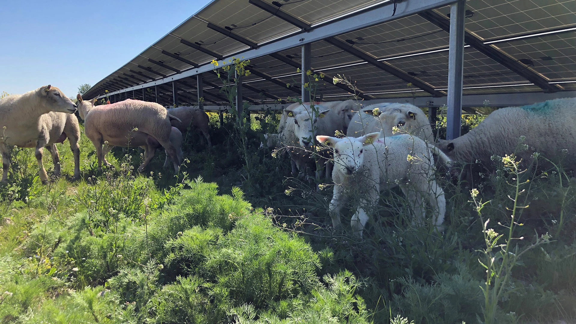 begreen-solcellepark-sheeps-cows-on-gras
