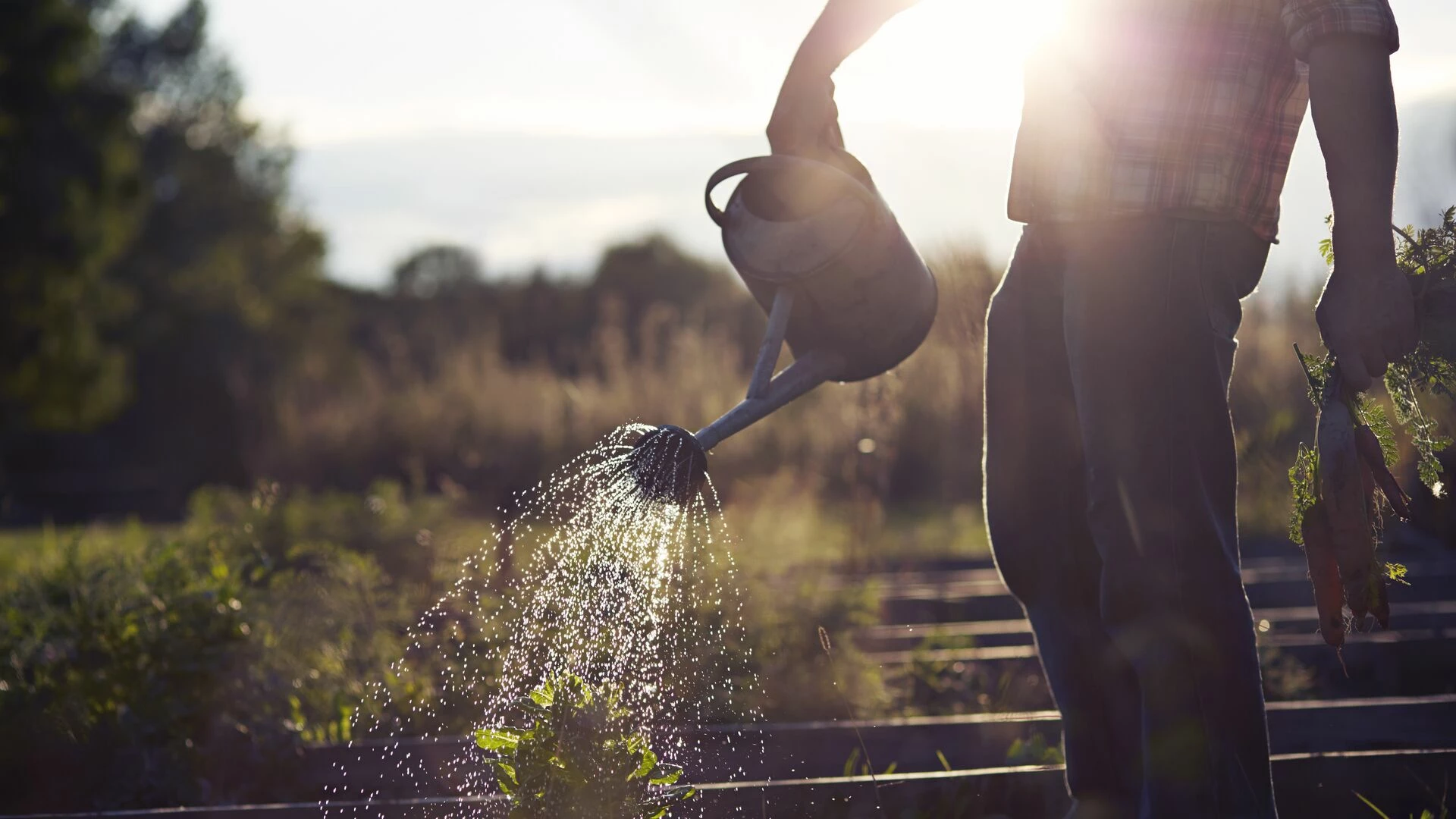 man-watering-plant-in-vegetable-garden.jpg