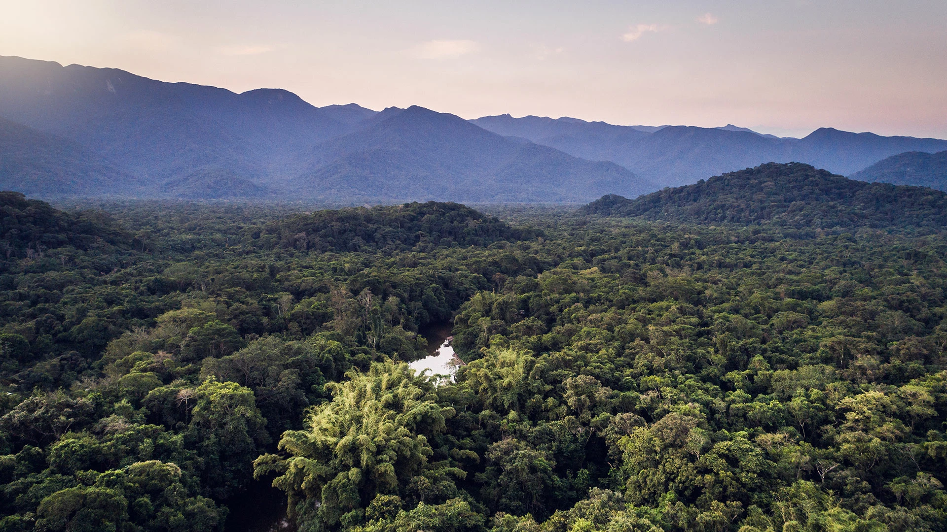 Forest in Brazil
