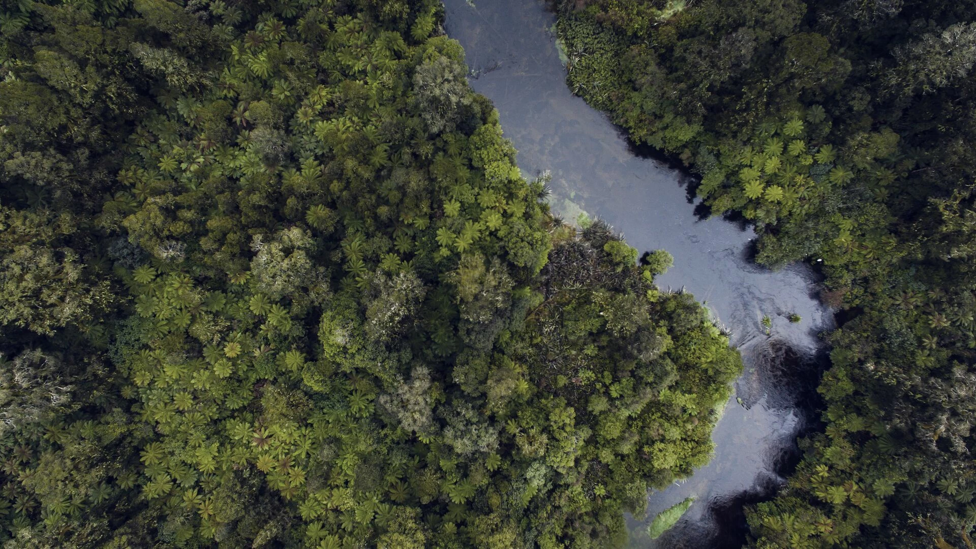 River running through forrest