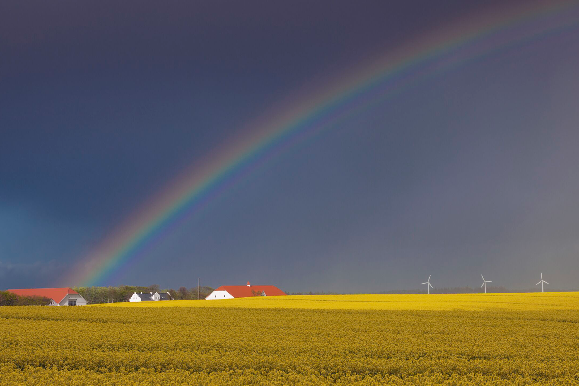 Rainbow over rapeseed field