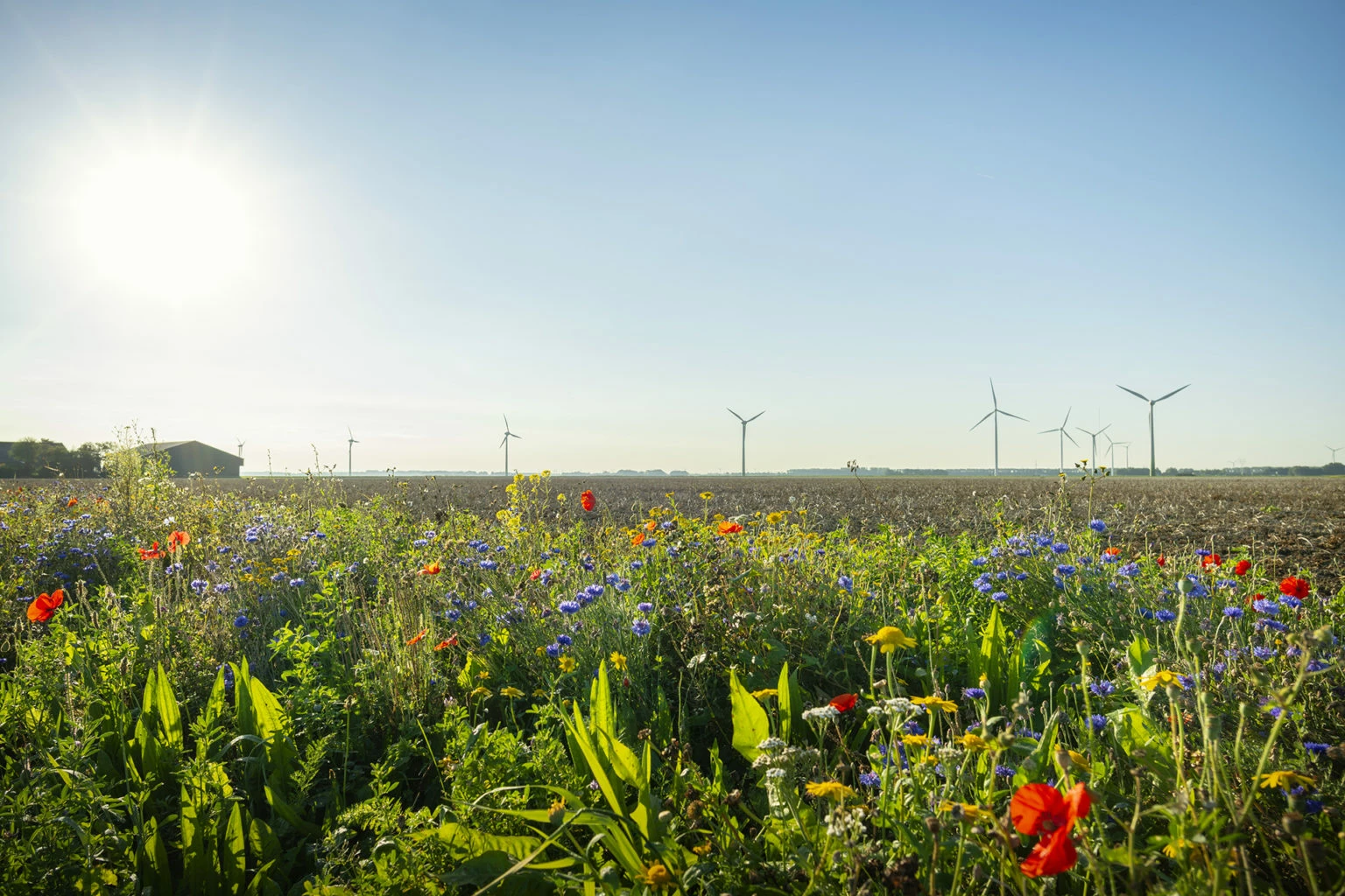 Windmills and wildflowers