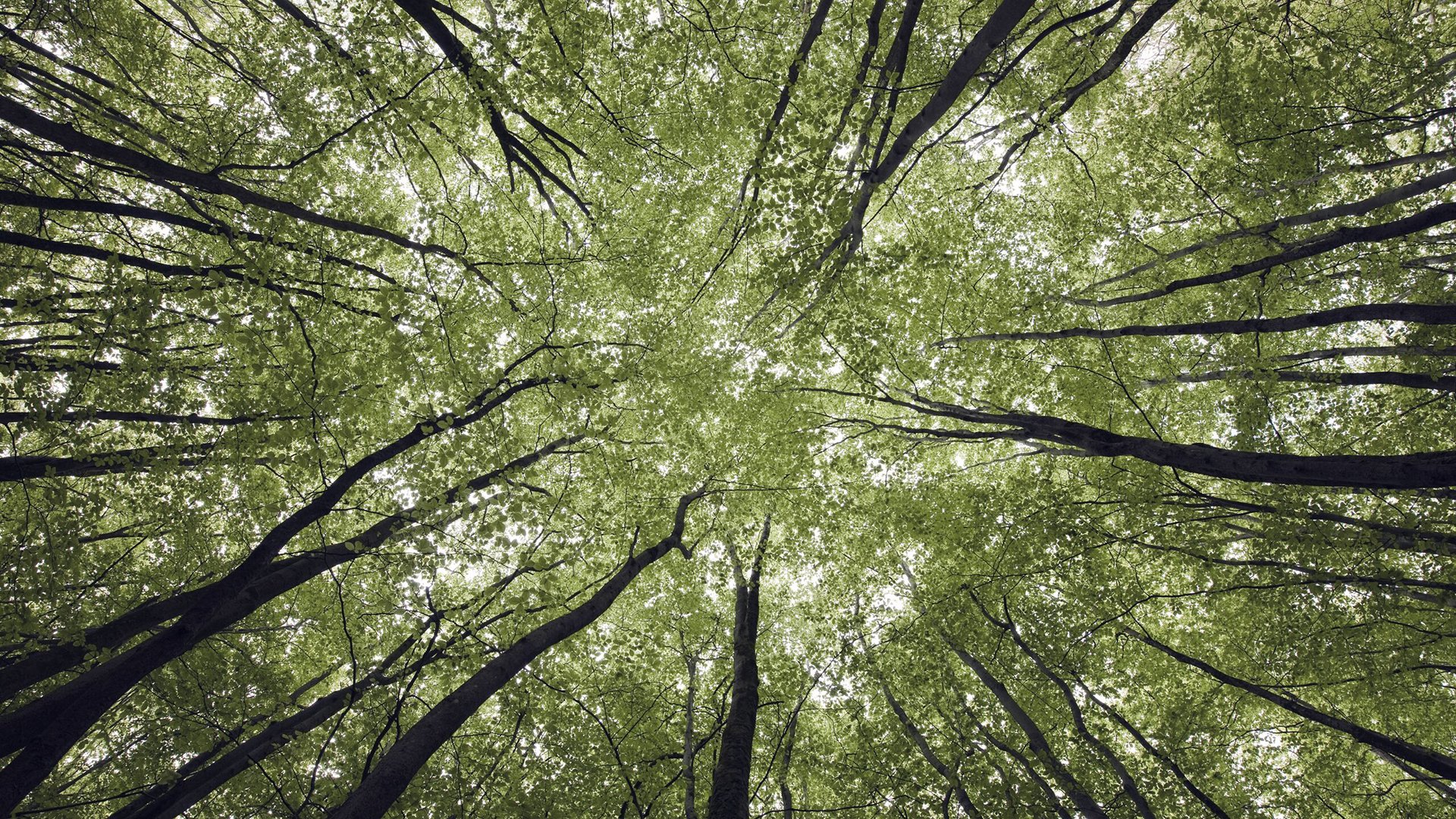 Upward view of trees inside a forest