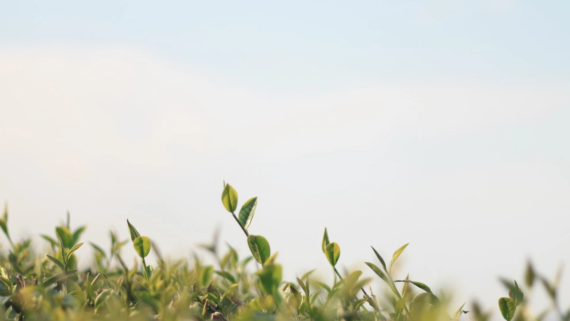 Fresh tea leaves in tea plantation on sky background